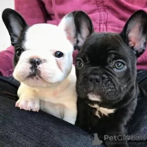 Photo №1. bouledogue - à vendre en ville de Nuremberg | 404€ | Annonce №128243