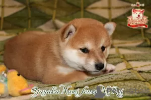 Photo №4. Je vais vendre shiba en ville de Khmelnitsky. éleveur - prix - négocié