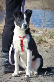 Photo №2 de l'annonce № 72053 de la vente chien bâtard - acheter à Fédération de Russie annonce privée