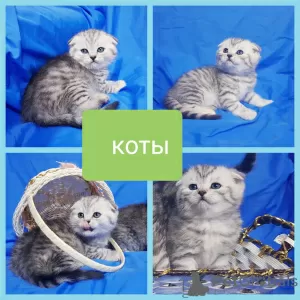 Photo №2 de l'annonce № 43879 de la vente scottish fold - acheter à Biélorussie annonce privée