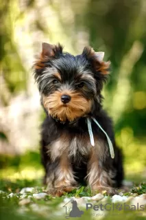 Photo №4. Je vais vendre yorkshire terrier en ville de Astrakhan. de la fourrière - prix - 370€