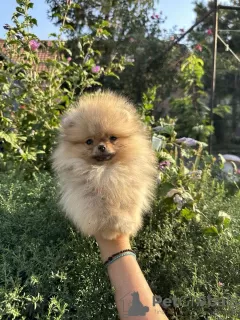 Photos supplémentaires: Chiots Spitz de Poméranie