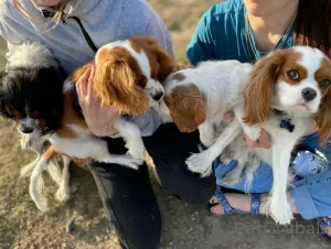 Photo №2 de l'annonce № 17324 de la vente cavalier king charles spaniel - acheter à USA éleveur