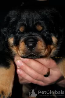 Photo №1. rottweiler - à vendre en ville de Gomel | 938€ | Annonce №128263