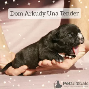 Photo №2 de l'annonce № 15215 de la vente american bully - acheter à Fédération de Russie de la fourrière