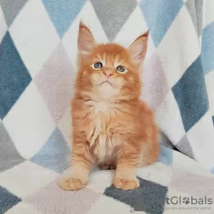 Photo №1. maine coon - à vendre en ville de Prague | négocié | Annonce № 106487