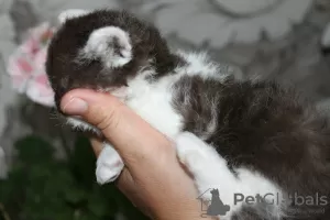 Photos supplémentaires: Selkirk Rex