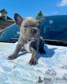 Photo №1. bouledogue - à vendre en ville de Leverkusen | négocié | Annonce №51138