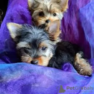 Photo №2 de l'annonce № 66318 de la vente yorkshire terrier - acheter à La Lettonie annonce privée