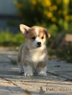 Photo №3. Chiots Welsh Corgi Pembroke. Fédération de Russie