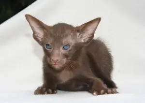 Photo №2 de l'annonce № 278 de la vente oriental shorthair - acheter à Ukraine annonce privée