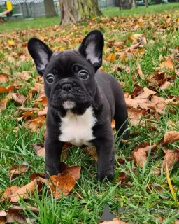 Photos supplémentaires: Magnifiques chiots bouledogue français à vendre mâle et femelle