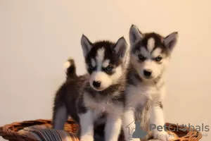 Photo №1. husky de sibérie - à vendre en ville de Vilnius | négocié | Annonce №71214