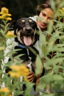 Photos supplémentaires: Le chien curieux Buddy cherche un foyer !