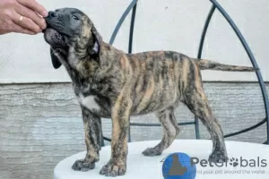 Photo №3. Dogue Canario - Chiots Presa Canario. Serbie