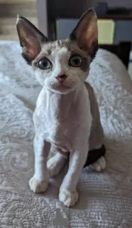 Photo №1. devon rex - à vendre en ville de Ekenäs | Gratuit | Annonce № 130692