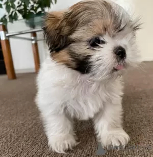 Photo №1. shih tzu - à vendre en ville de Unterägeri | 200€ | Annonce №129263