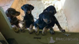 Photo №1. dobermann - à vendre en ville de Goslar | négocié | Annonce №13094