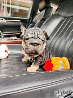 Photo №1. bouledogue - à vendre en ville de Rochester | 379€ | Annonce №99285