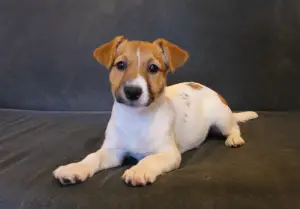 Photo №2 de l'annonce № 1635 de la vente jack russell terrier - acheter à Fédération de Russie annonce privée