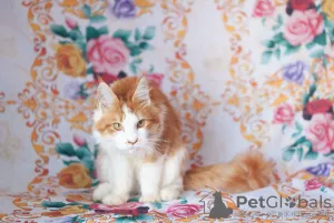 Photo №2 de l'annonce № 7060 de la vente maine coon - acheter à Fédération de Russie de la fourrière, éleveur