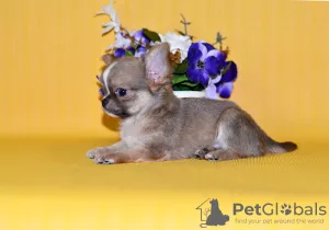 Photo №4. Je vais vendre chihuahua en ville de Москва. de la fourrière, éleveur - prix - 649€