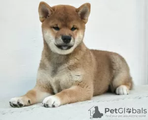 Photo №3. Génial garçon shiba inu. Fédération de Russie