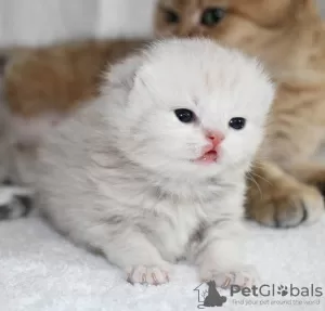 Photo №4. Je vais vendre scottish fold en ville de Шымкент. annonce privée, de la fourrière, éleveur - prix - négocié