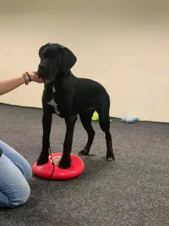 Photo №1. cane corso - à vendre en ville de Vilnius | 850€ | Annonce №4482