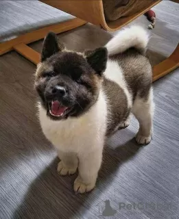 Photo №1. akita (chien) - à vendre en ville de New york | négocié | Annonce №99086