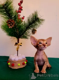 Photo №2 de l'annonce № 34213 de la vente oriental shorthair - acheter à Fédération de Russie annonce privée