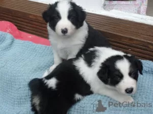 Photo №1. bearded collie - à vendre en ville de Endu Pahakol | négocié | Annonce №9928