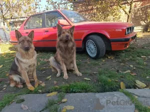 Photos supplémentaires: Foie des chiots berger allemand