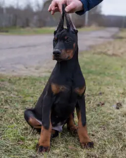 Photos supplémentaires: Chiots Doberman