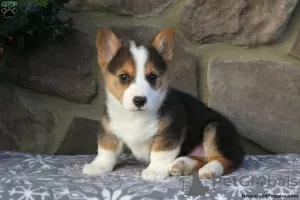 Photo №1. welsh corgi - à vendre en ville de Lardos | 570€ | Annonce №63548