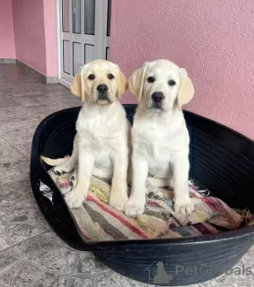 Photos supplémentaires: Chiots labrador retriever