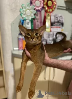 Photos supplémentaires: chatons abyssins