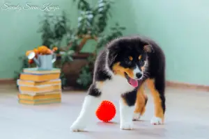 Photos supplémentaires: PUPPIES DU BERGER AUSTRALIEN (AUSSI)