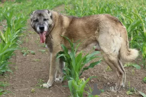 Photos supplémentaires: Kangal chiots