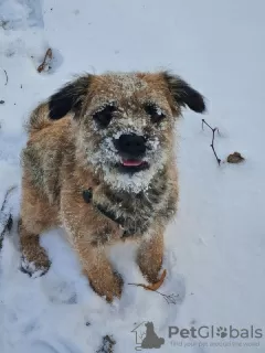 Photo №1. border terrier - à vendre en ville de Kuwait Free Trade Zone | 350€ | Annonce №65062