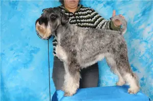 Photo №1. schnauzer moyen - à vendre en ville de Kharkov | Négocié | Annonce №3213