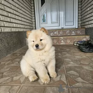 Photos supplémentaires: Chow-chow mâle