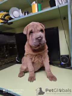 Photo №2 de l'annonce № 11604 de la vente shar pei - acheter à Ukraine annonce privée