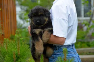 Photo №4. Je vais vendre berger allemand en ville de Kiev. éleveur - prix - 15€