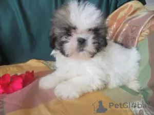 Photo №2 de l'annonce № 126858 de la vente shih tzu - acheter à Portugal 