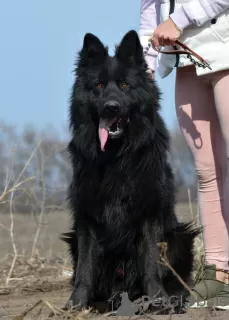 Photo №3. Chiot berger allemand, garçon aux cheveux longs noir, Champion du Monde. Ukraine