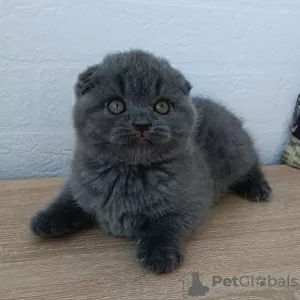 Photo №1. scottish fold - à vendre en ville de Munich | négocié | Annonce № 129835