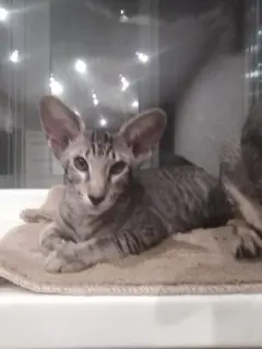 Photo №4. Je vais vendre oriental shorthair en ville de Cherepovets. de la fourrière - prix - 497€