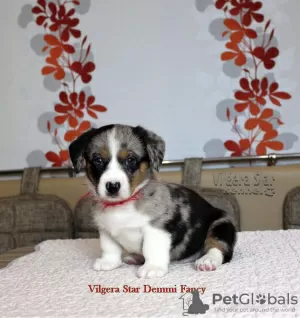 Photo №1. welsh corgi - à vendre en ville de Belgorod | négocié | Annonce №11153