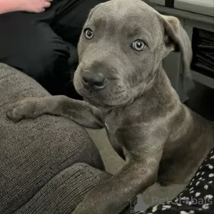 Photo №1. cane corso - à vendre en ville de Berne | 550€ | Annonce №80033